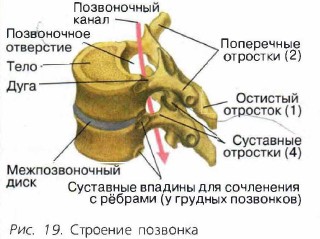 Строение Позвонка Человека Фото